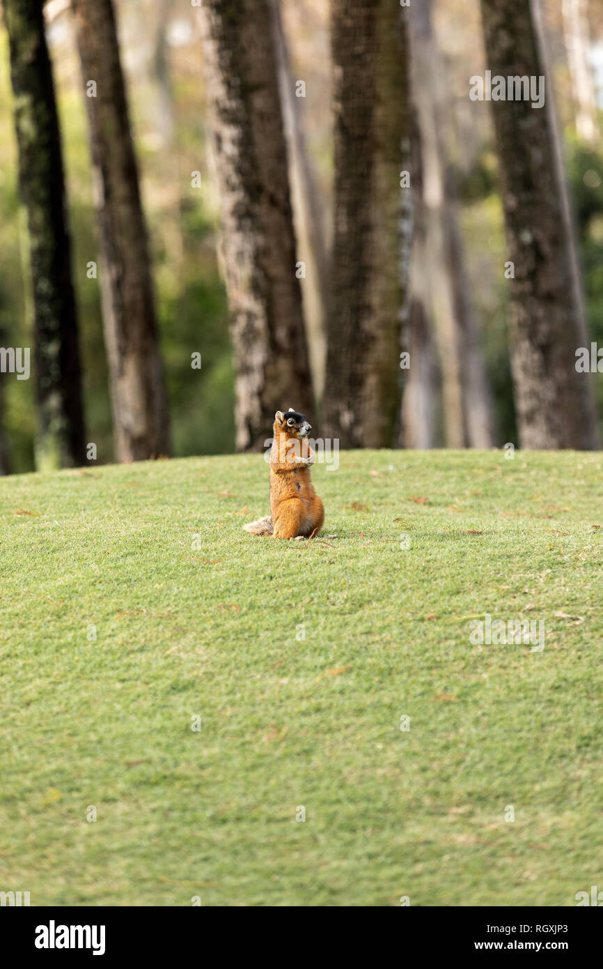 Alert big cypress fox squirrel Sciurus niger avicennia gathers nuts on a tree branch in summer in Naples, Florida Stock Photo