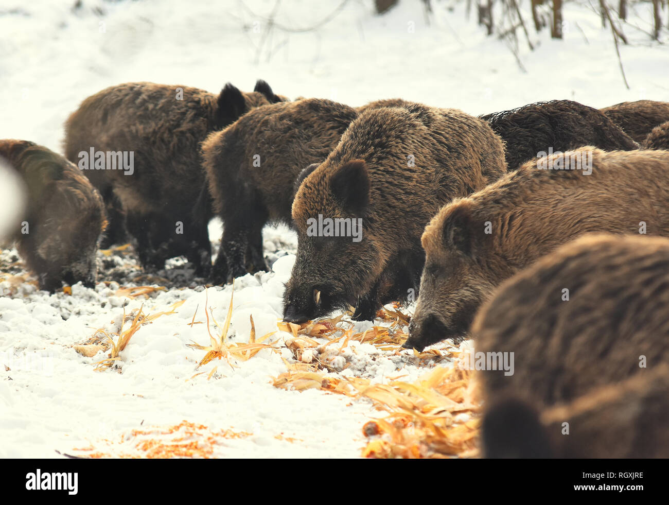 Wild pigs boars eat corn on winter snowy forest Stock Photo Alamy