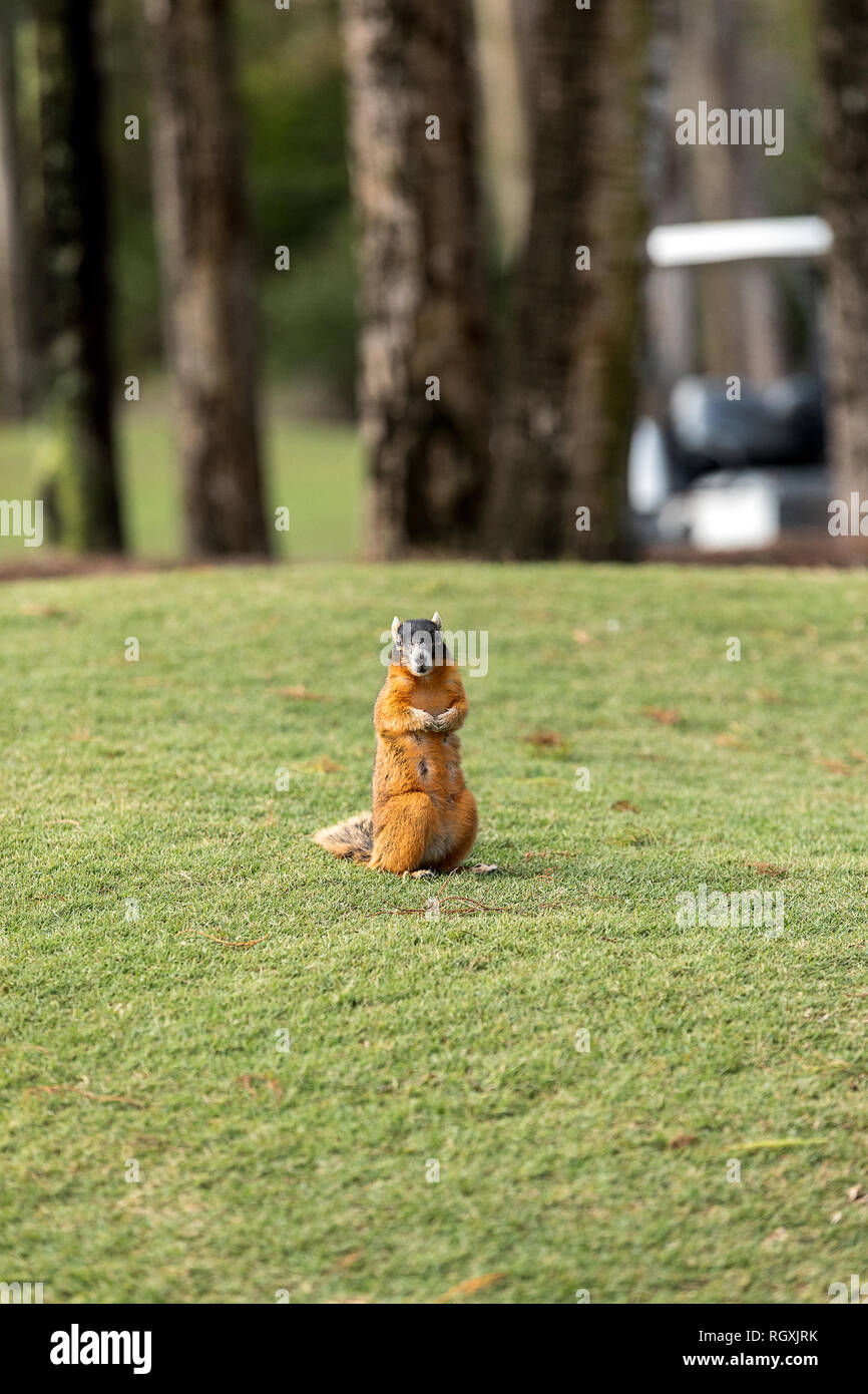 Alert big cypress fox squirrel Sciurus niger avicennia gathers nuts on a tree branch in summer in Naples, Florida Stock Photo