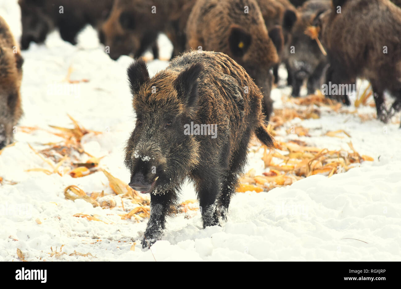 Wild pigs boars eat corn on winter snowy forest Stock Photo Alamy