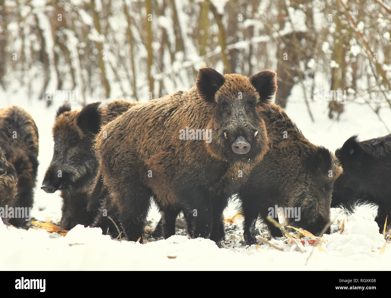 Wild pigs boars eat corn on winter snowy forest Stock Photo