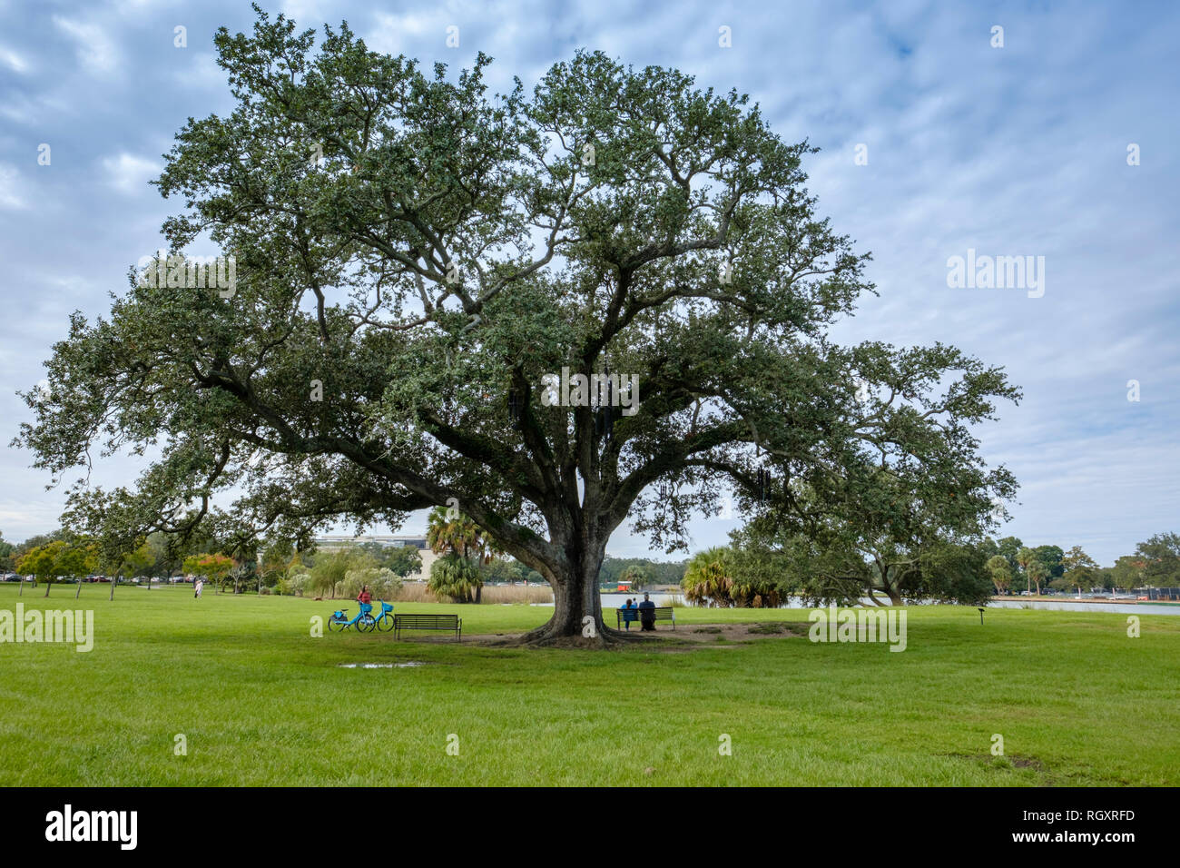The Singing Oak Tree, or Chime Tree, by artist Jim Hart, New Orleans City Park, New Orleans