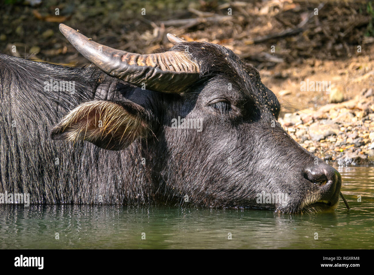 Water Buffalo Head - Close Up, Wading in Philippine River - Palawan Stock Photo