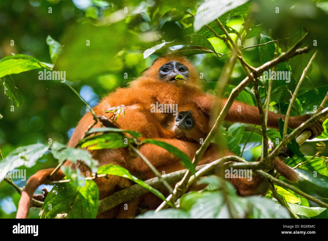 A red leaf monkey (maroon langur) mother and baby resting in a tree, in Danum Valley Rainforest, Sabah, Borneo, Malaysia. Stock Photo