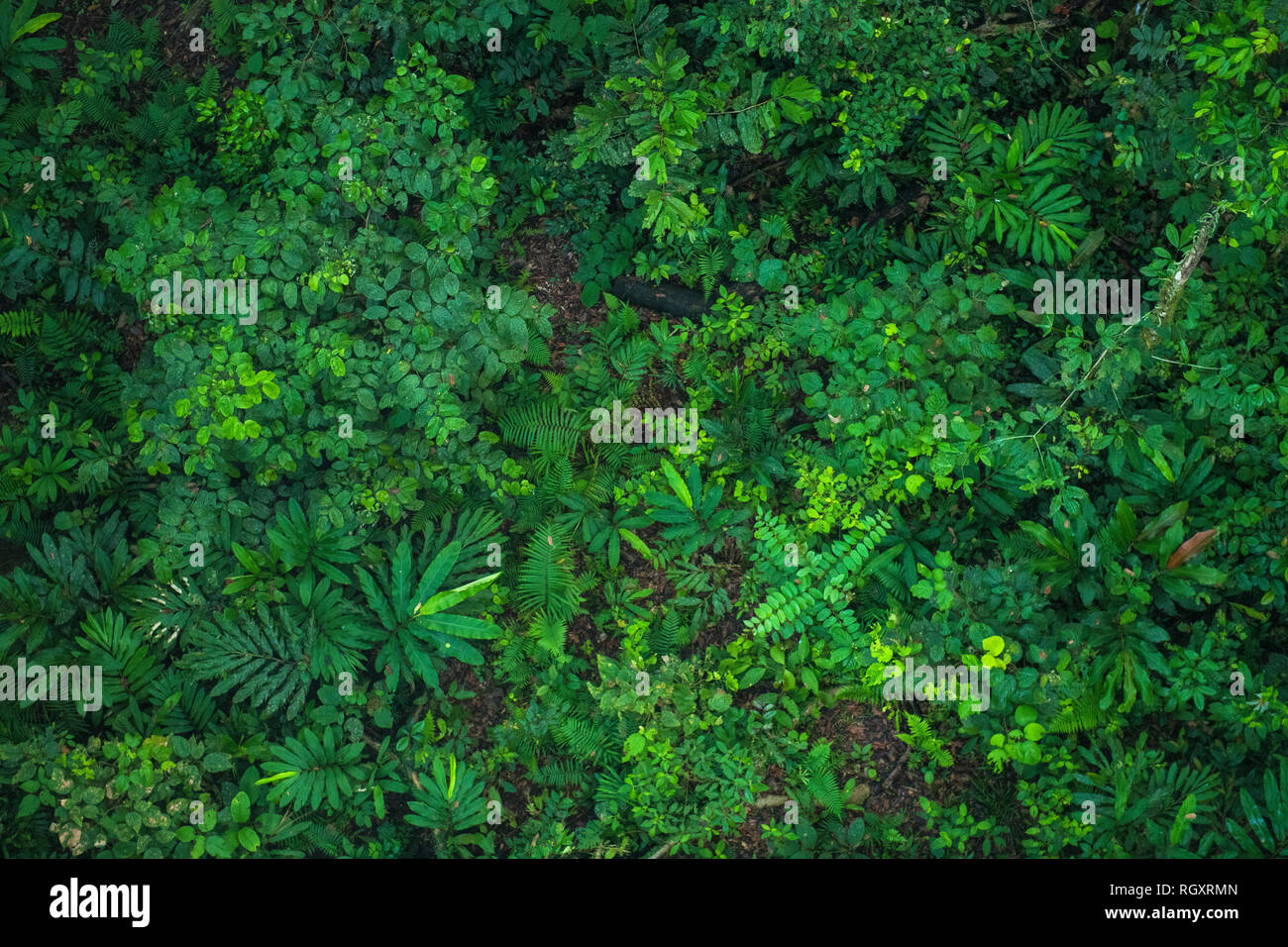 Dense, lush green rainforest foliage viewed from above in Danum Valley Rainforest, Sabah, Borneo, Malaysia. Stock Photo