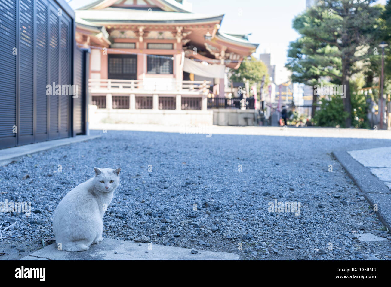 Imado Jinja Taito Ku Tokyo Japan Here Is Famous For Beginning Place Of Manekineko Beckoning Cat Stock Photo Alamy Imado Jinja Taito Ku Tokyo Japan Here Is Famous For Beginning Place Of Manekineko Beckoning Cat Stock Photo Alamy
