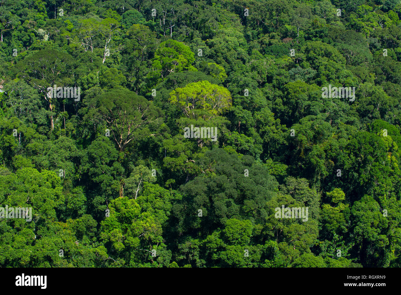 Lush, primary rainforest canopy viewed from above, in Danum Valley Rainforest, Sabah, Borneo, Malaysia. Stock Photo