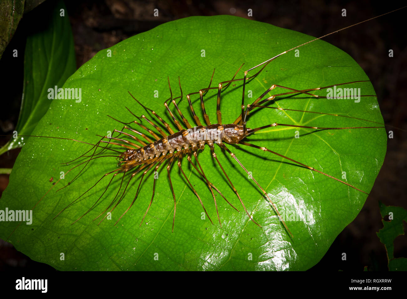 A weird looking bug (cave centipede) on a leaf in Danum Valley Rainforest at night, Sabah, Borneo, Malaysia. Stock Photo