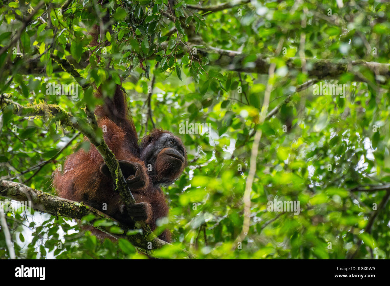 A female orangutan (named Kate, after Kate Middleton) in a tree in Danum Valley Rainforest, Sabah, Borneo, Malaysia. Stock Photo