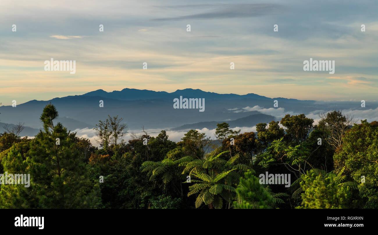 Dawn silhouette of Mount Trusmadi on the horizon viewed from Mesilau on Mount Kinabalu, in Sabah, Borneo, Malaysia, with forest in the foreground. Stock Photo