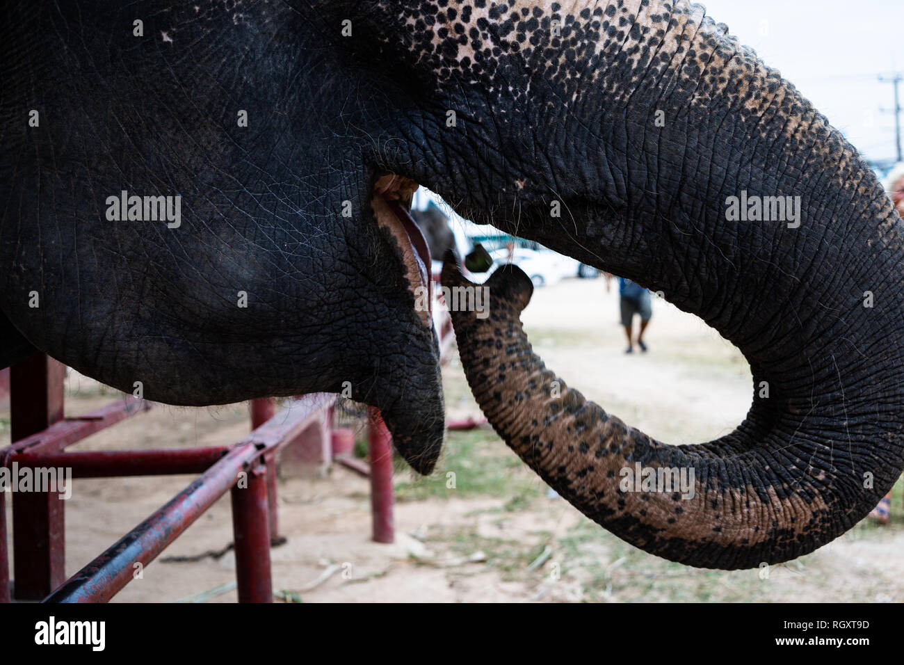 Elephant portrait. Elephant on a nature background.The elephant eats a banana trunk. Closeup elephant mouth Stock Photo