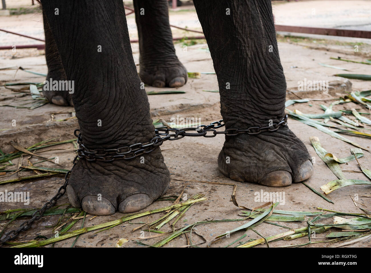 Elephant on a nature background. The legs of an elephant, wrapped with
