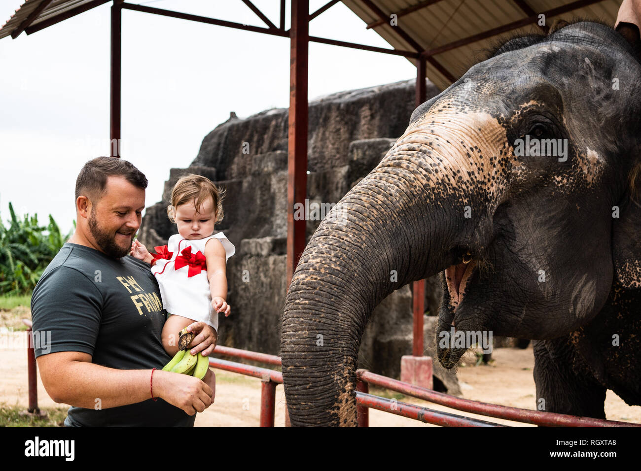 Dad and daughter watch and feed an elephant bananas.Young Father and