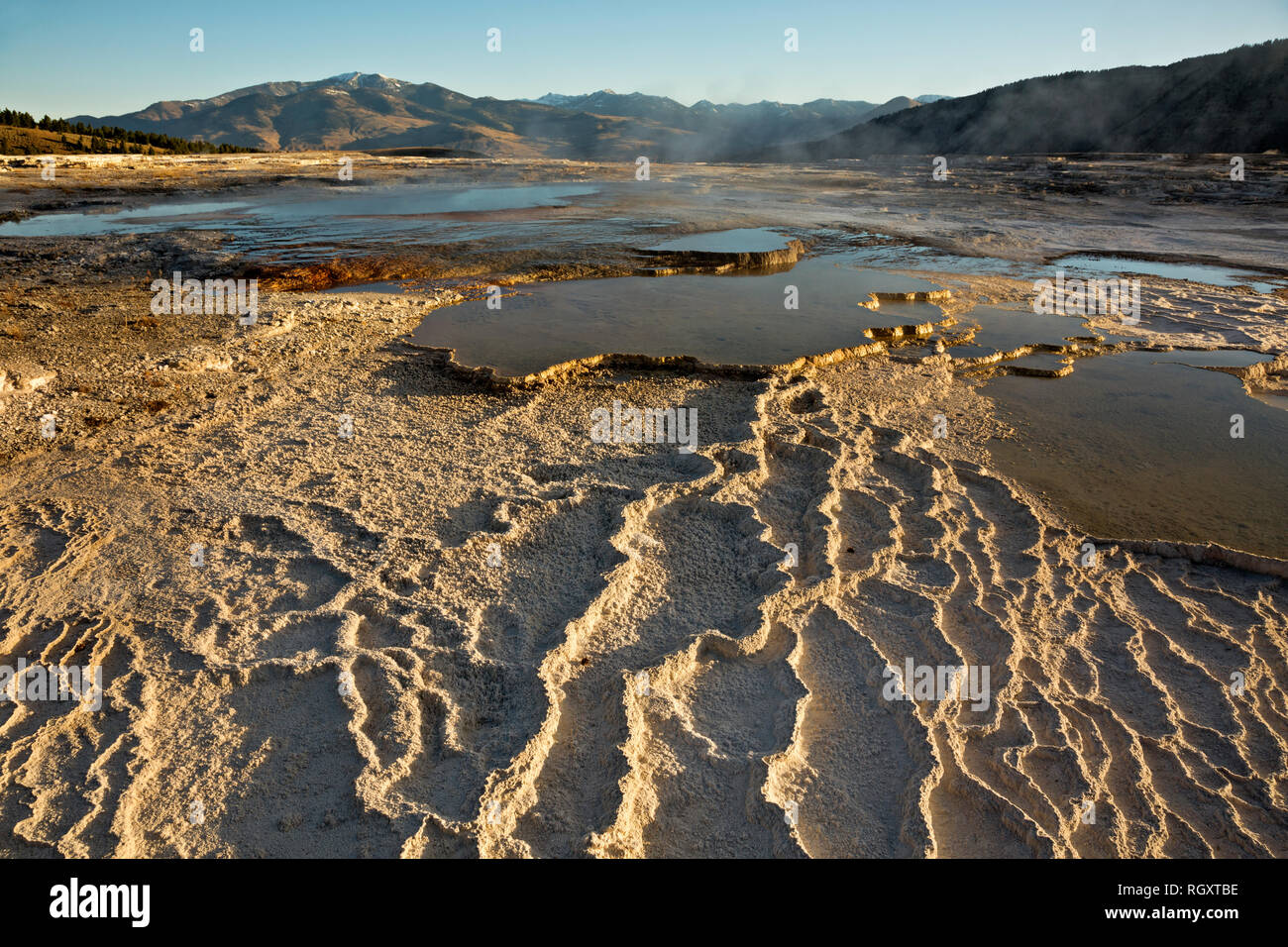 WY03064-00...WYOMING - Sunrise at the Upper Terrace of Mammoth Hot Springs in Yellowstone National Park. Stock Photo