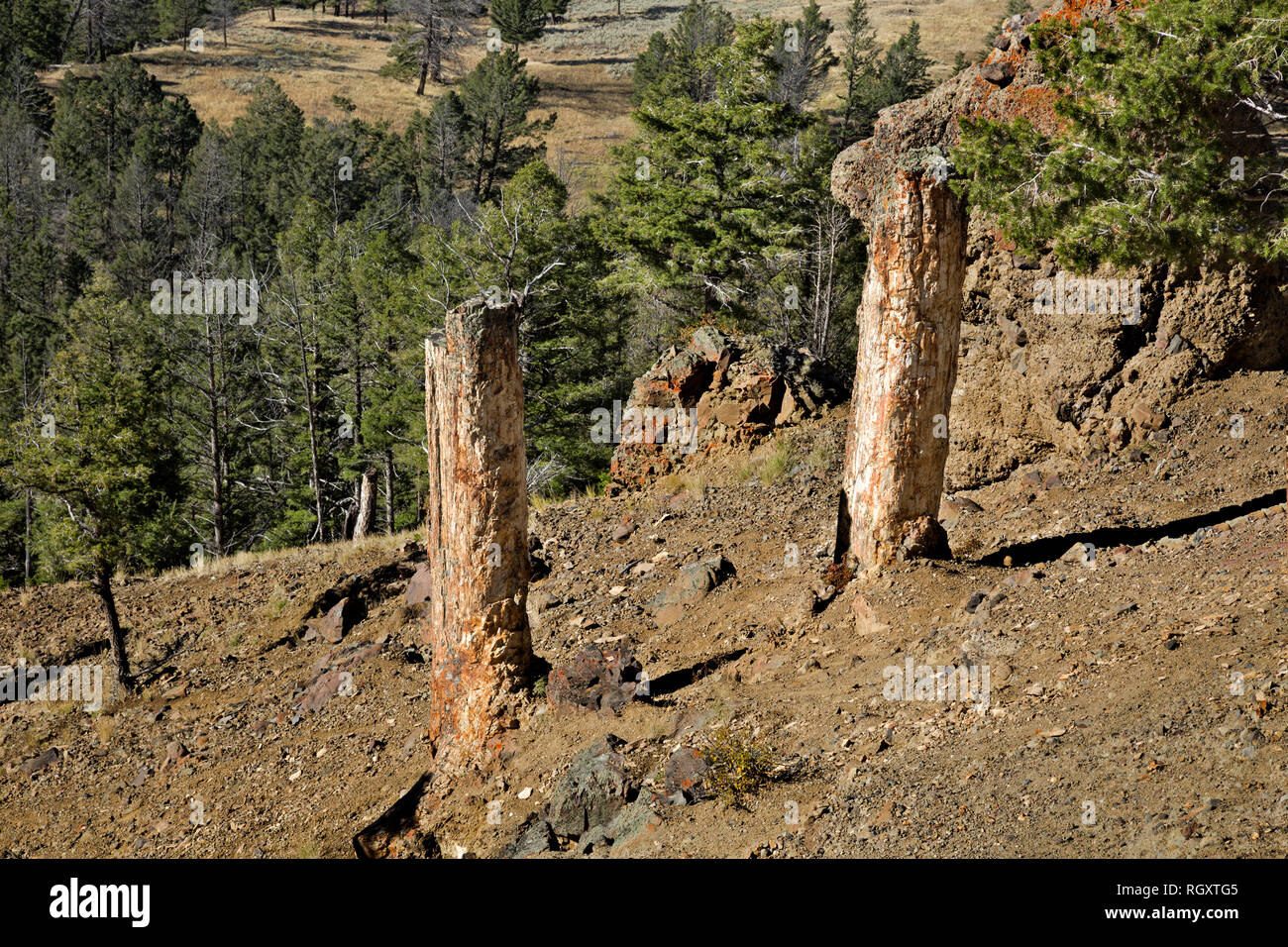 WY03085-00...WYOMING - The trunks two trees in the ancient petrified forest located on a shoulder of Speciman Ridge in Yellowstone National Park. Stock Photo
