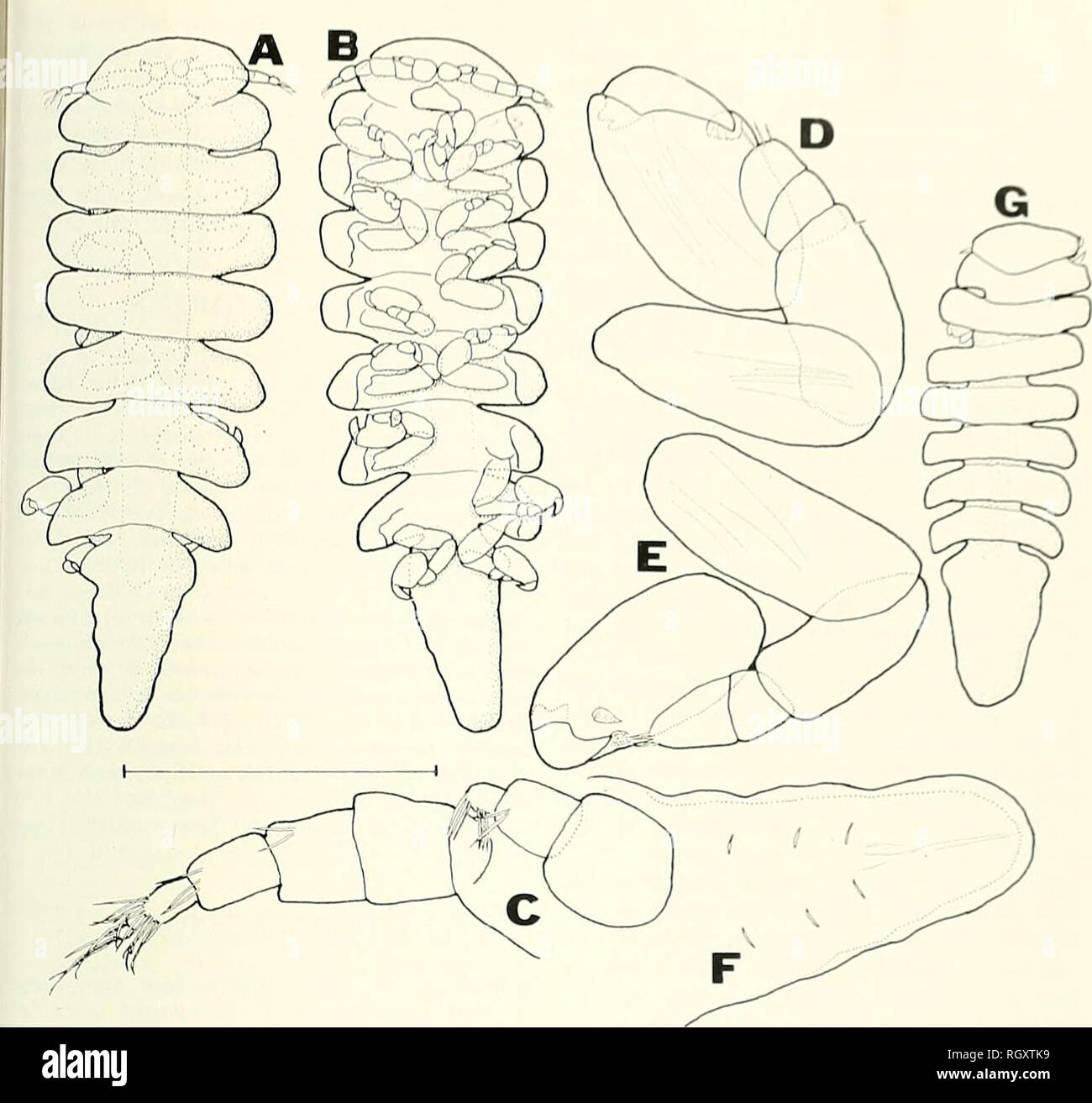 . Bulletin. Science; Natural history; Natural history. I&lt;)7-I llOI'YKIIi PARASITES AND NEW SPECIES FROM &lt; IUFOI. Figure S. Stegopluyxus hyphalus, new species. A-E. allotype male. G. second male. A. Dorsal view. B. Ventral view. C. Right antennae. D. Right pereopod 2. E. Right pereopod 7. F. Pleon. ventral view. G. Dorsal view. Scale indicates I.Omni for A. B. G. 0.2mm for C. D, E, 0.4mm for F. DISCUSSION With the description of three species of Stego- phryxus, it now becomes possible to provide a generic description, thus: Female. Body longer than broad, bent to left so right side is lon Stock Photo