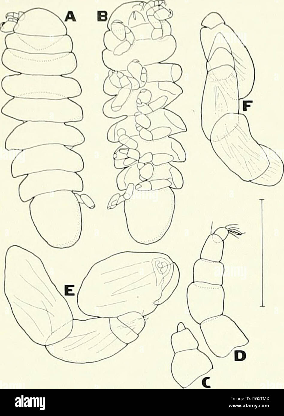 . Bulletin. Science; Natural history; Natural history. 36 Hi III ll SOUTHERh CALIFORNIA ACADEMY OF SCIENCES VOLUME 73. Figure 5. Stegophryxus thompsoni Nierstrasz and Brender a Brandis, allotype male. A. Dorsal view. B. Ventral view. C. Left antenna 1. D. Left antenna 2. E. Right pereopod 1. F. Right pereopod 7. Scale indicates 1.0mm for A, B. 0.2mm for C-F. segments. No eyes. Maxilliped (Fig. 4C) with very irregular outline. Posterior ventral border of head (Fig. 4D) with long pointed lateral projection, ir- regular blunt process medial to it. Pereon surrounding head, first two pereomeres ob Stock Photo