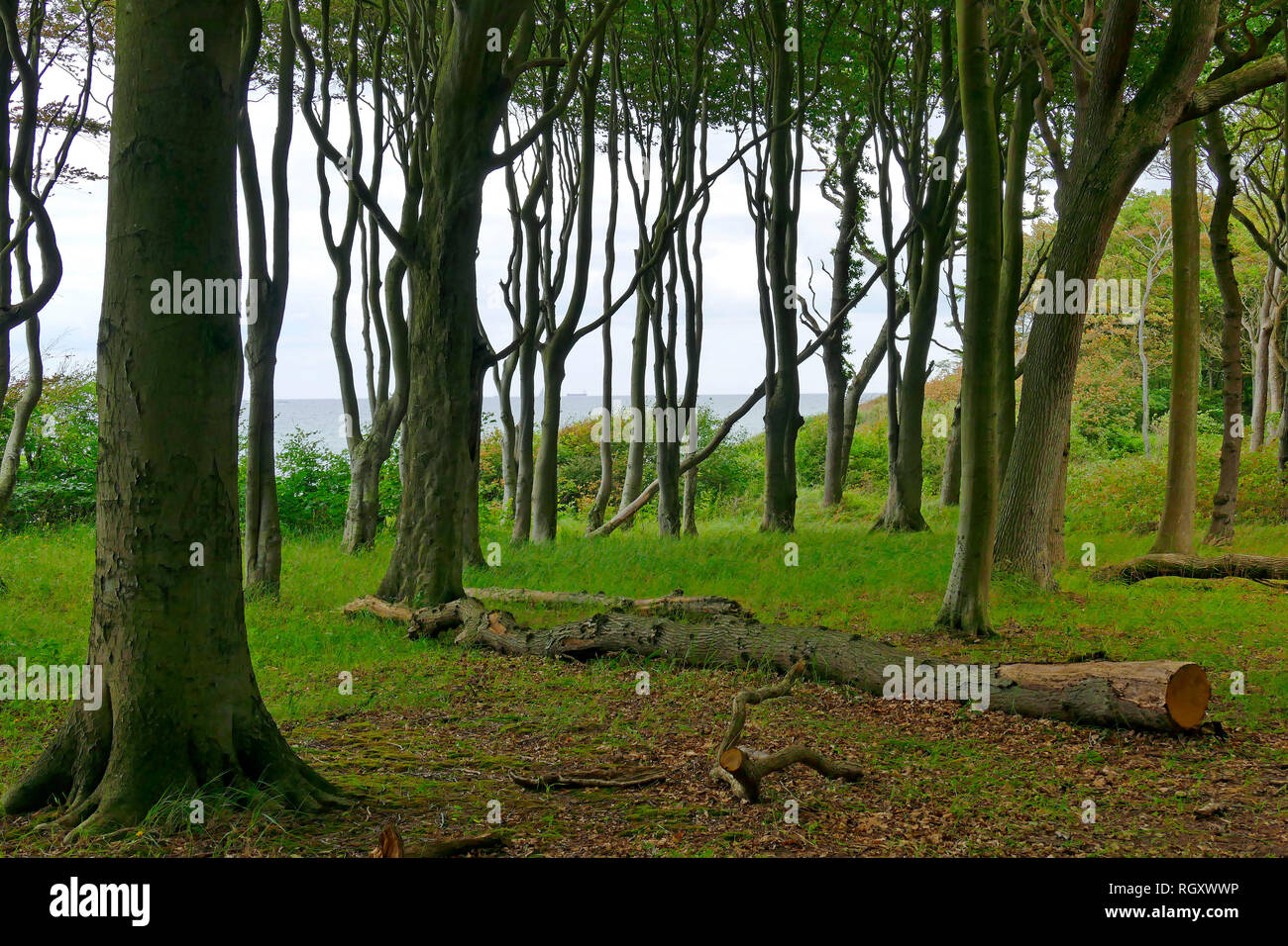 Ghost Forest in Nienhagen, district of Rostock, Germany, Europe Stock Photo
