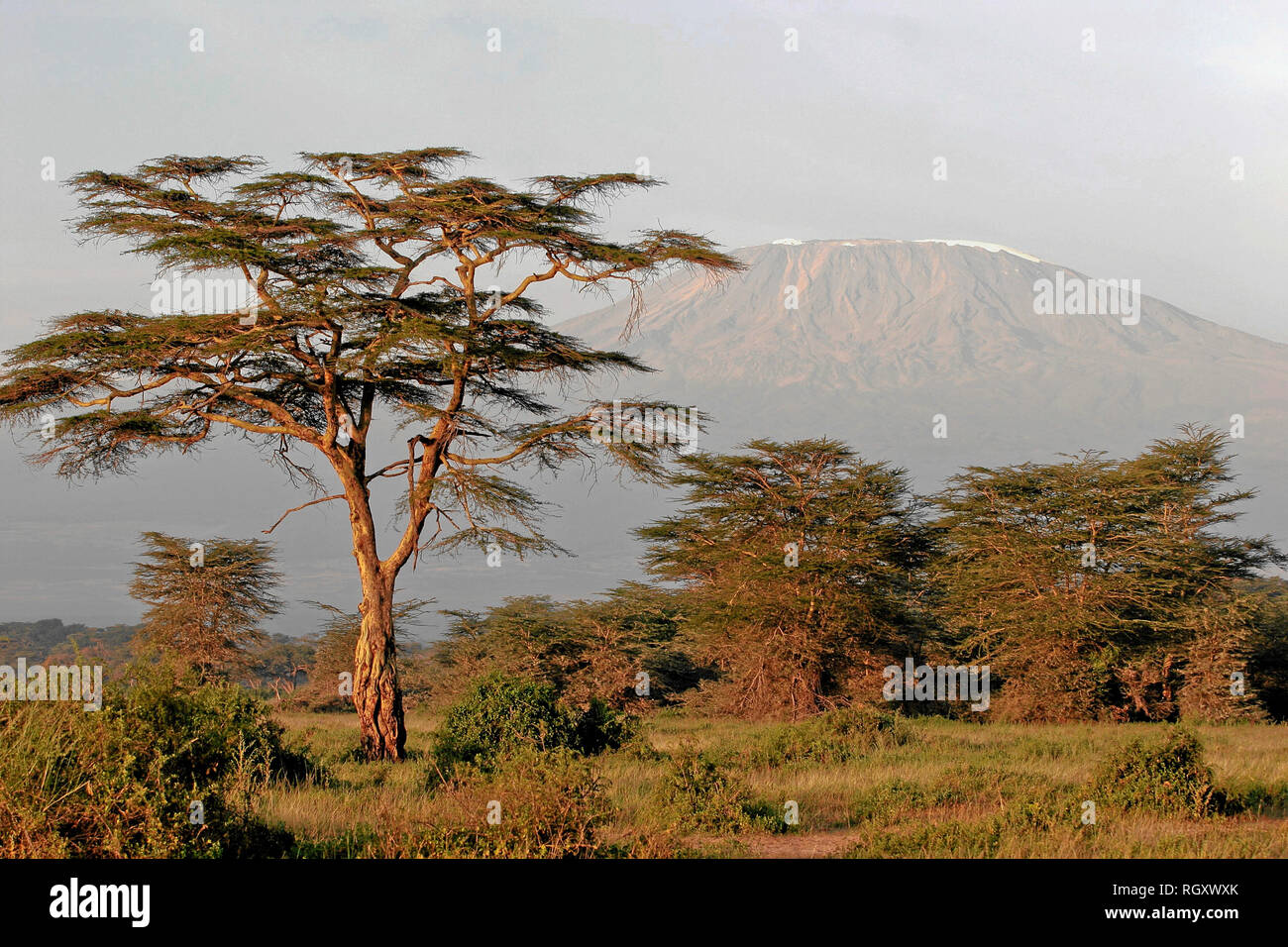 Mount kilimanjaro and trees hires stock photography and images Alamy