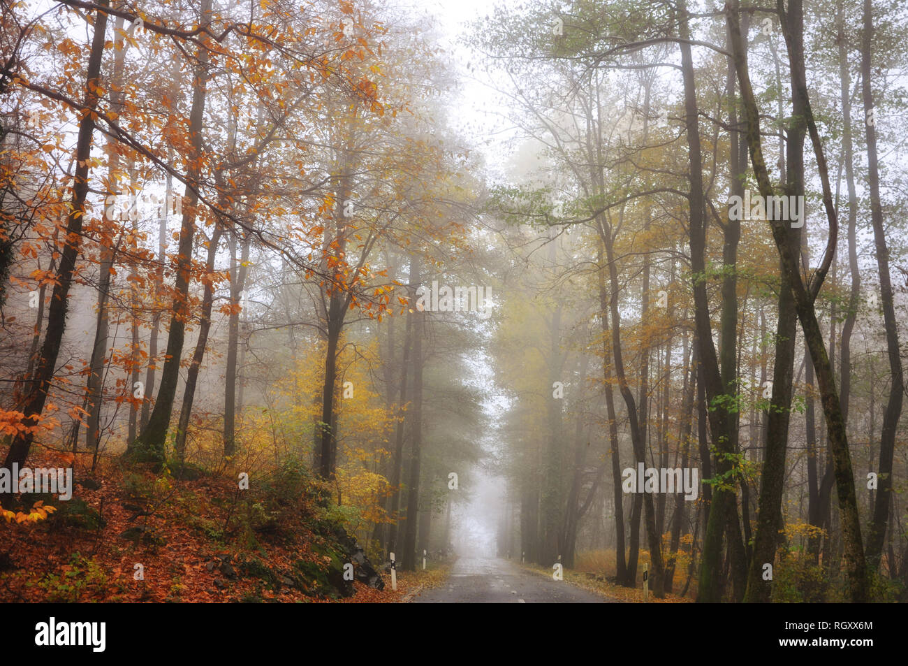 Foggy Road with Autumn Trees and Leaves in Ascona, Switzerland. Stock Photo