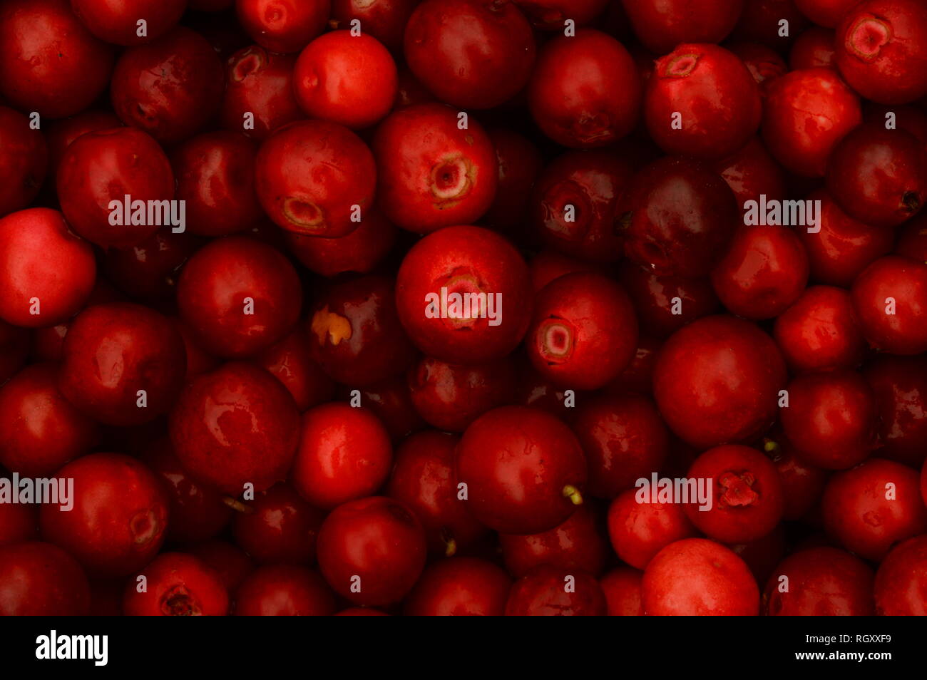 Berries of ripe bright red fresh lingonberry fruit of the summer forest harvest Stock Photo