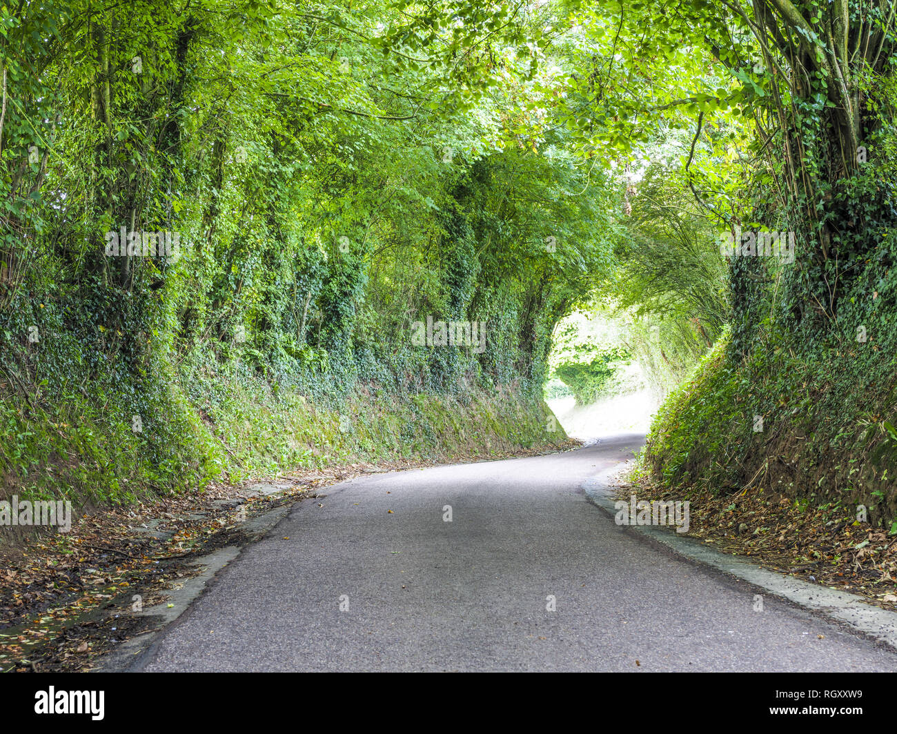 Green Tunnel, narrow road, Calvados, Normandy, France, Europe Stock Photo