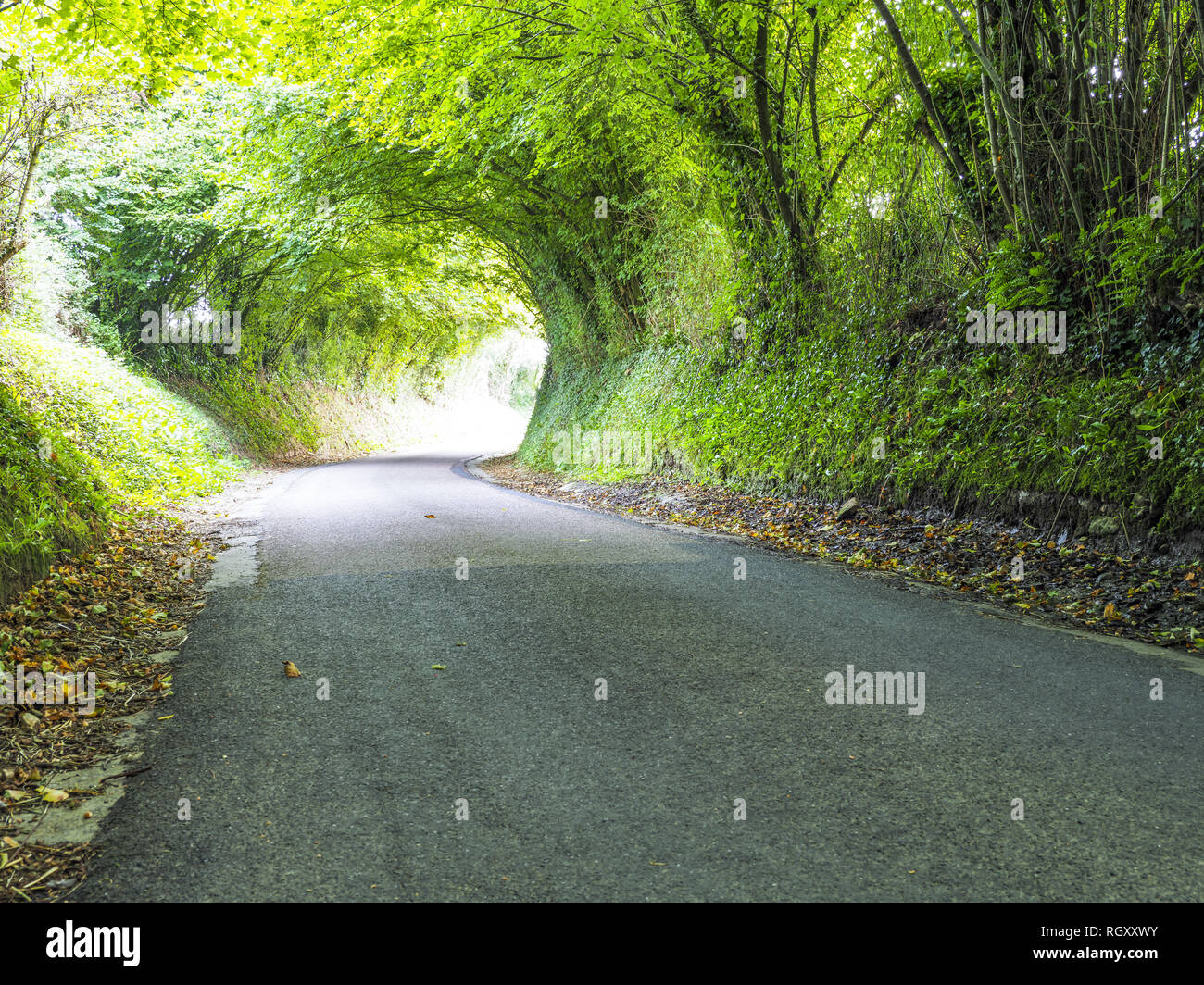 Green Tunnel, narrow road, Calvados, Normandy, France, Europe Stock Photo