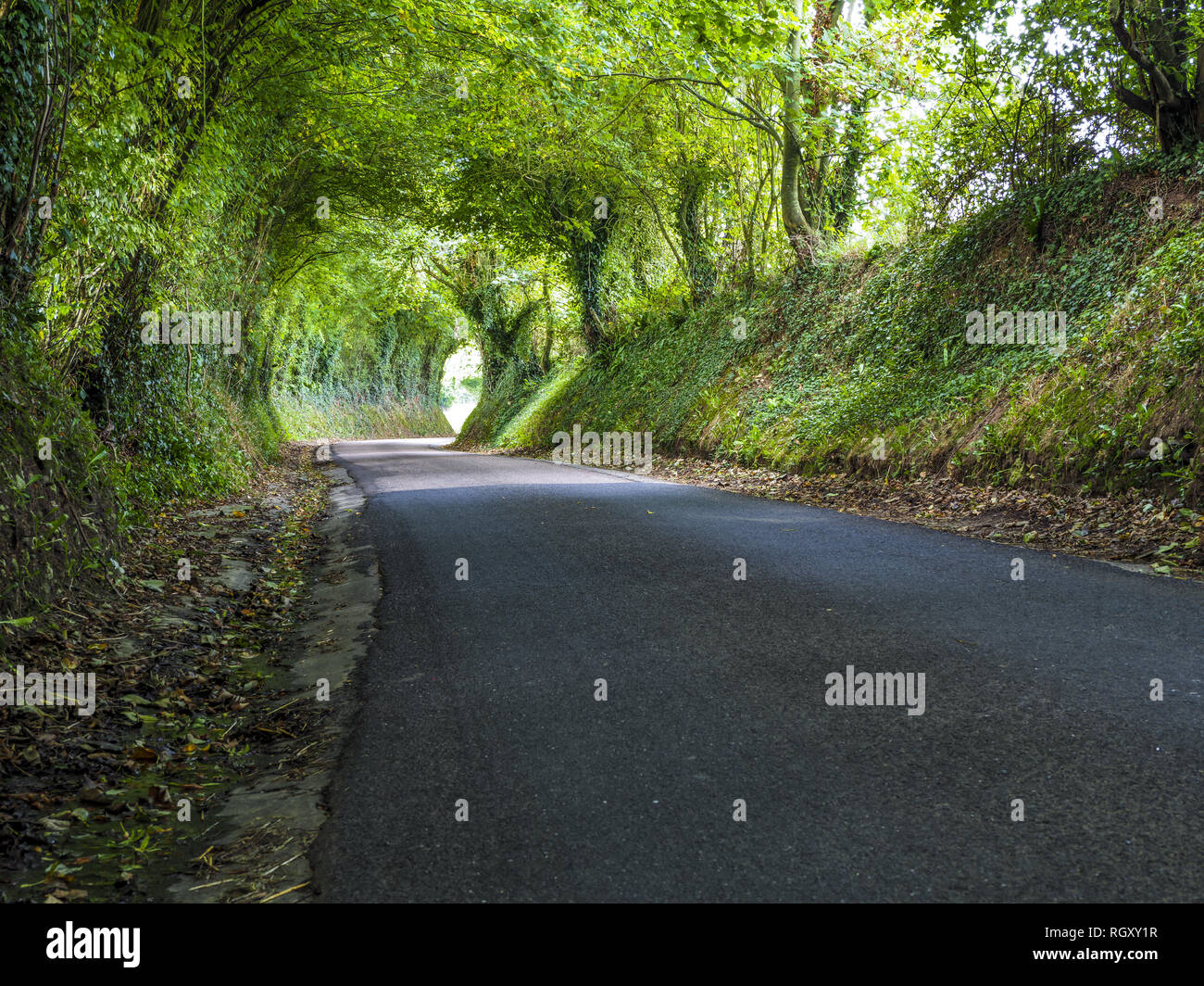 Green Tunnel, narrow road, Calvados, Normandy, France, Europe Stock Photo