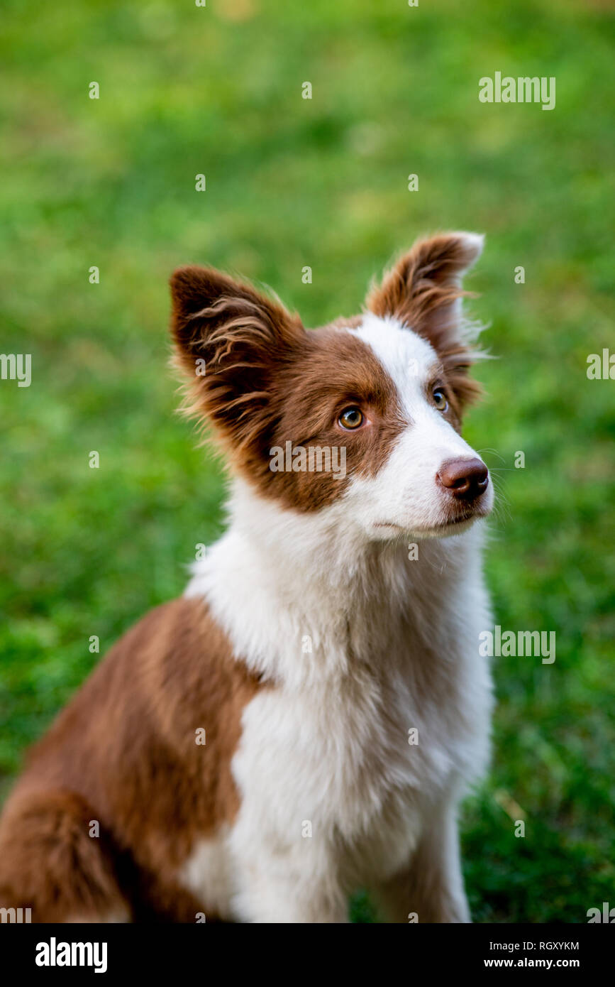 Brown border collie dog sitting on the ground Stock Photo