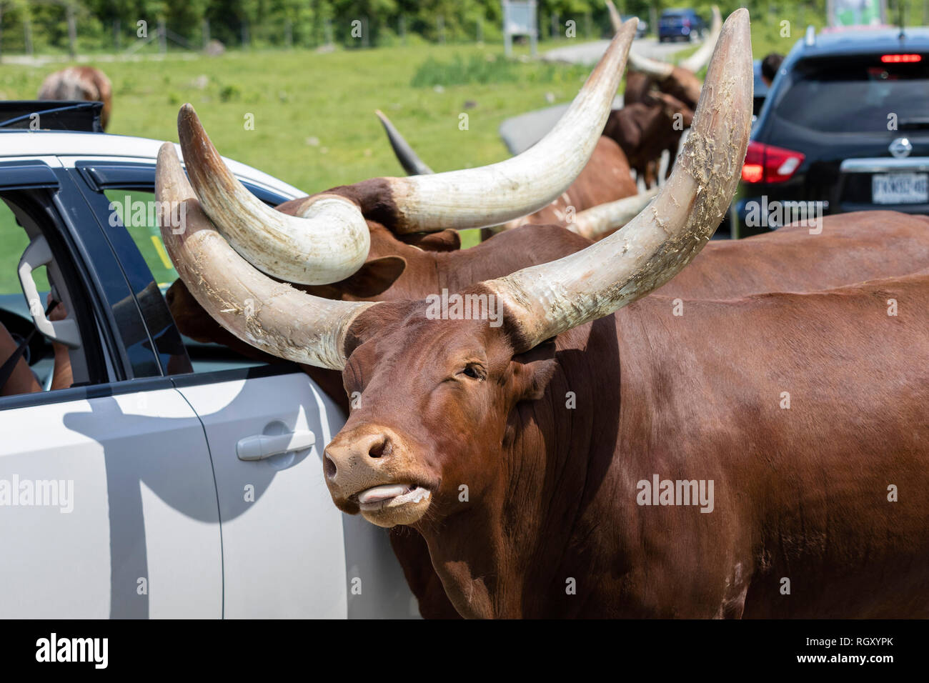 Parc Safari in Hemmingford, Quebec, Canada, June 10, 2018 The Ankole