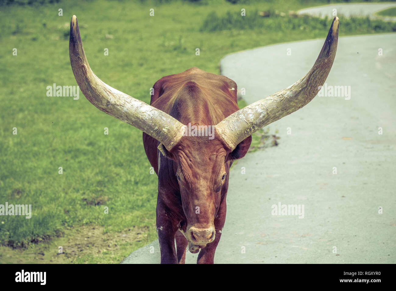 Portrait of an Ankole-Watusi cattle at Parc Safari in Hemmingford, Quebec, Canada. Stock Photo