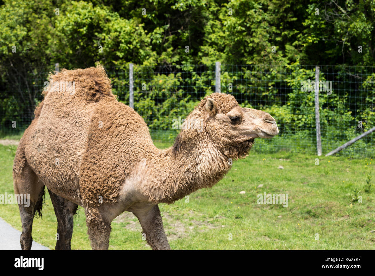 Portrait of a Dromadery, also called the Arabian camel, is the tallest of  the three species of camel with one hump on its back Stock Photo - Alamy