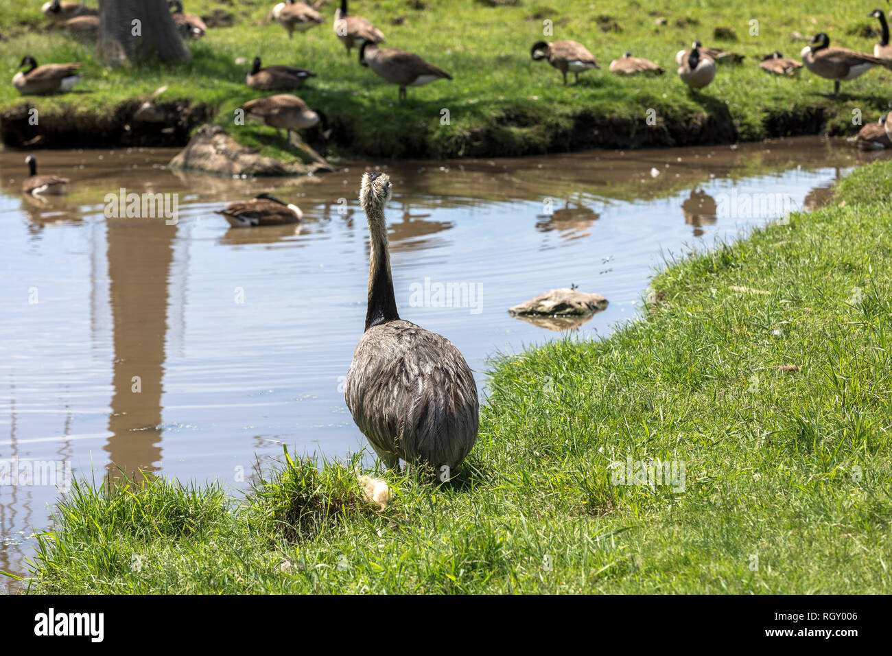 Australian Emu watching canadian geese across the pond at Parc Safari in Hemmingford, Quebec, Canada Stock Photo