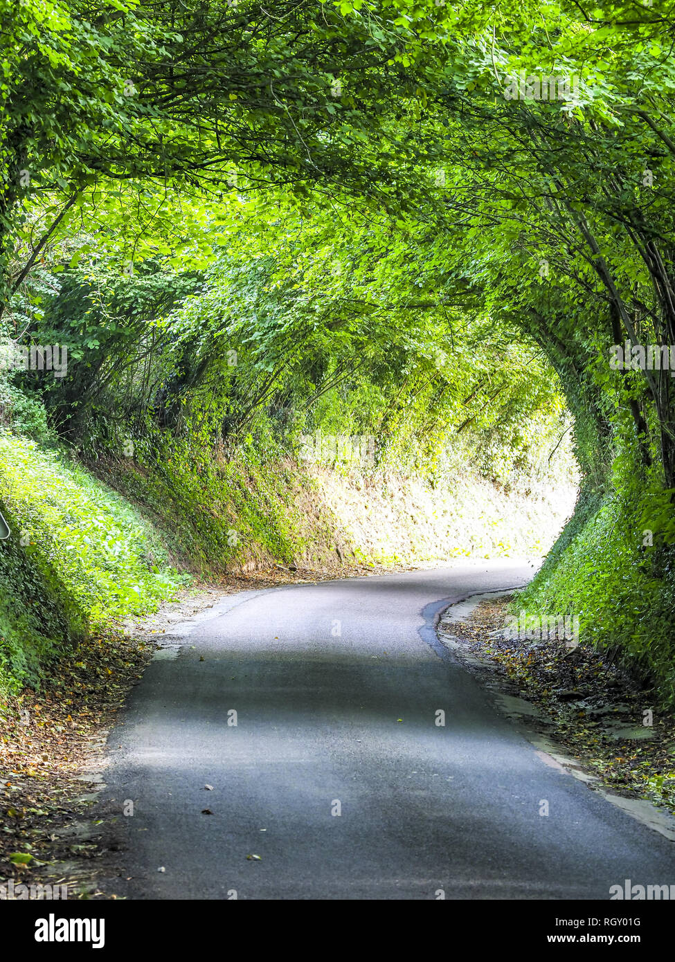 Green Tunnel, narrow road, Calvados, Normandy, France, Europe Stock Photo