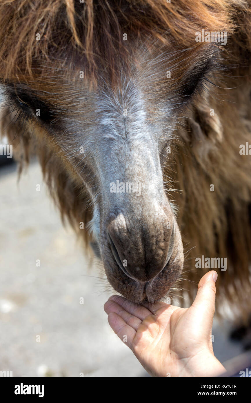 Two Hump Camel Stock Photos & Two Hump Camel Stock Images - Alamy