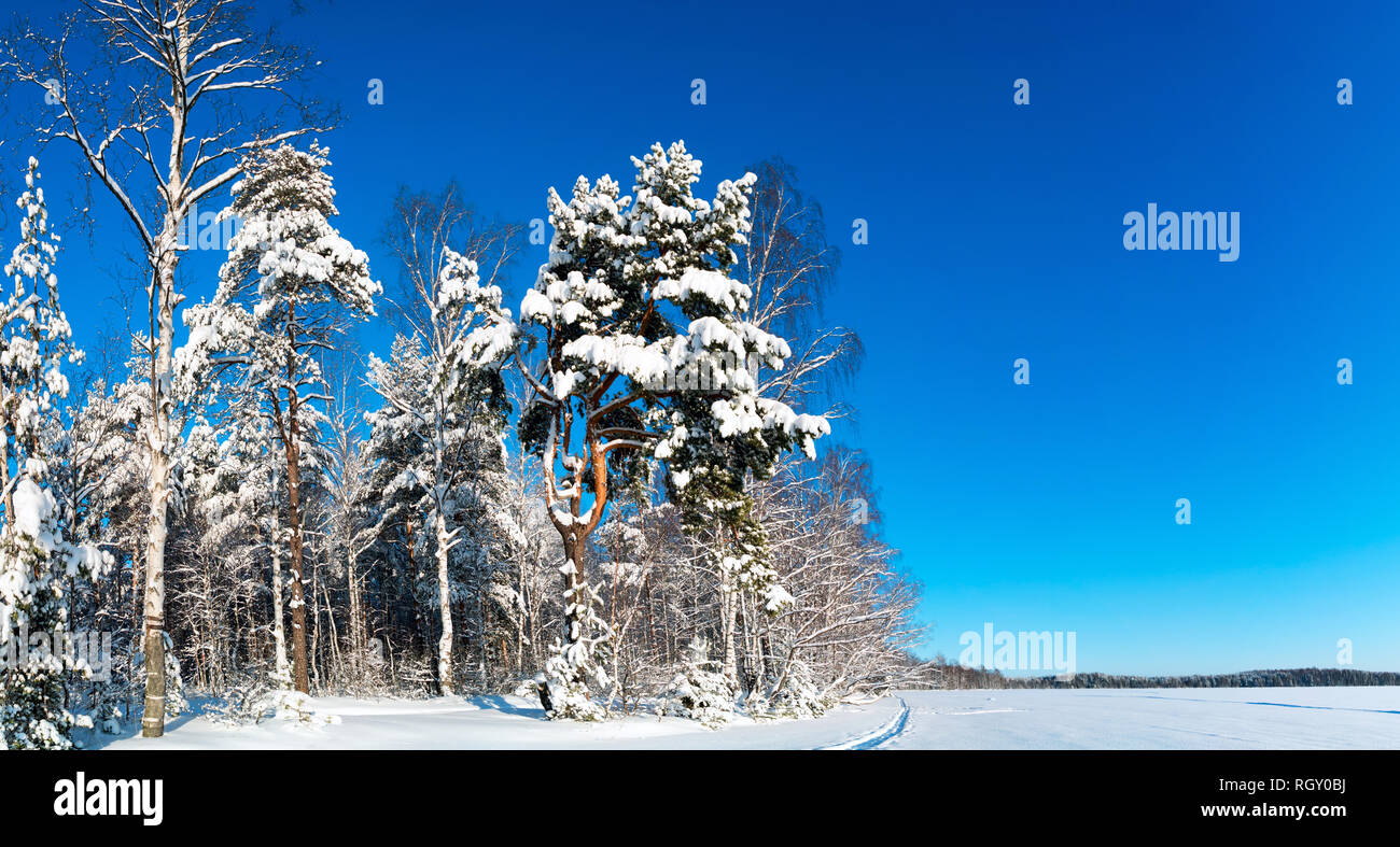 Snowy forest on a bright Sunny day . Winter landscape . Russia, Leningrad region. Stock Photo