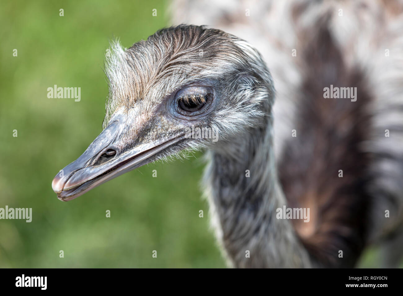 Close-up portrait of a Rhea Bird on a green background at the zoo Stock Photo