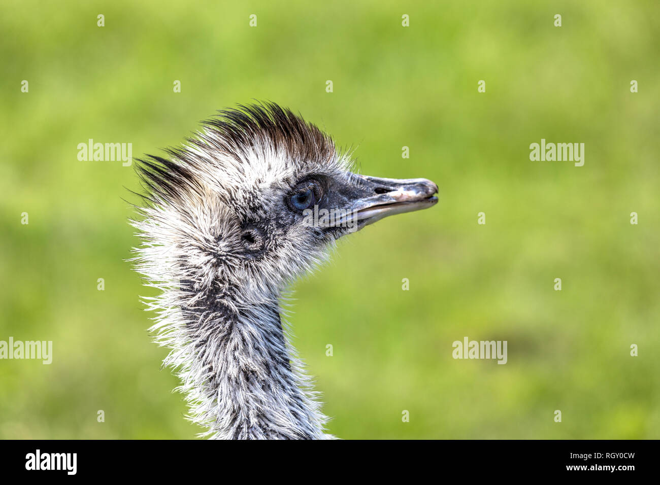 Close-up profile portrait of an Emu Bird on a green background at the zoo Stock Photo