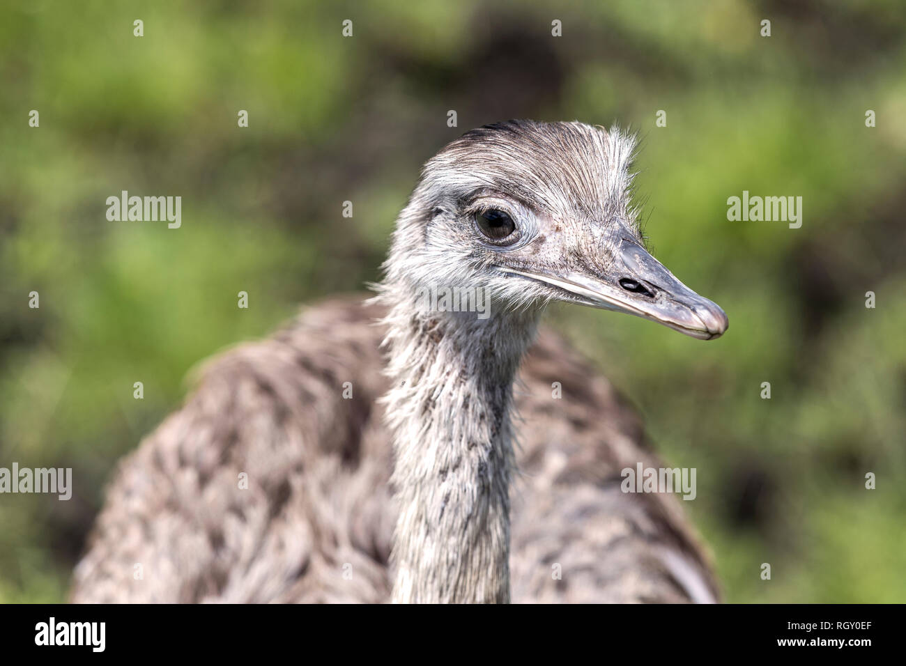 Close-up portrait of a Rhea Bird on a green background at the zoo Stock Photo