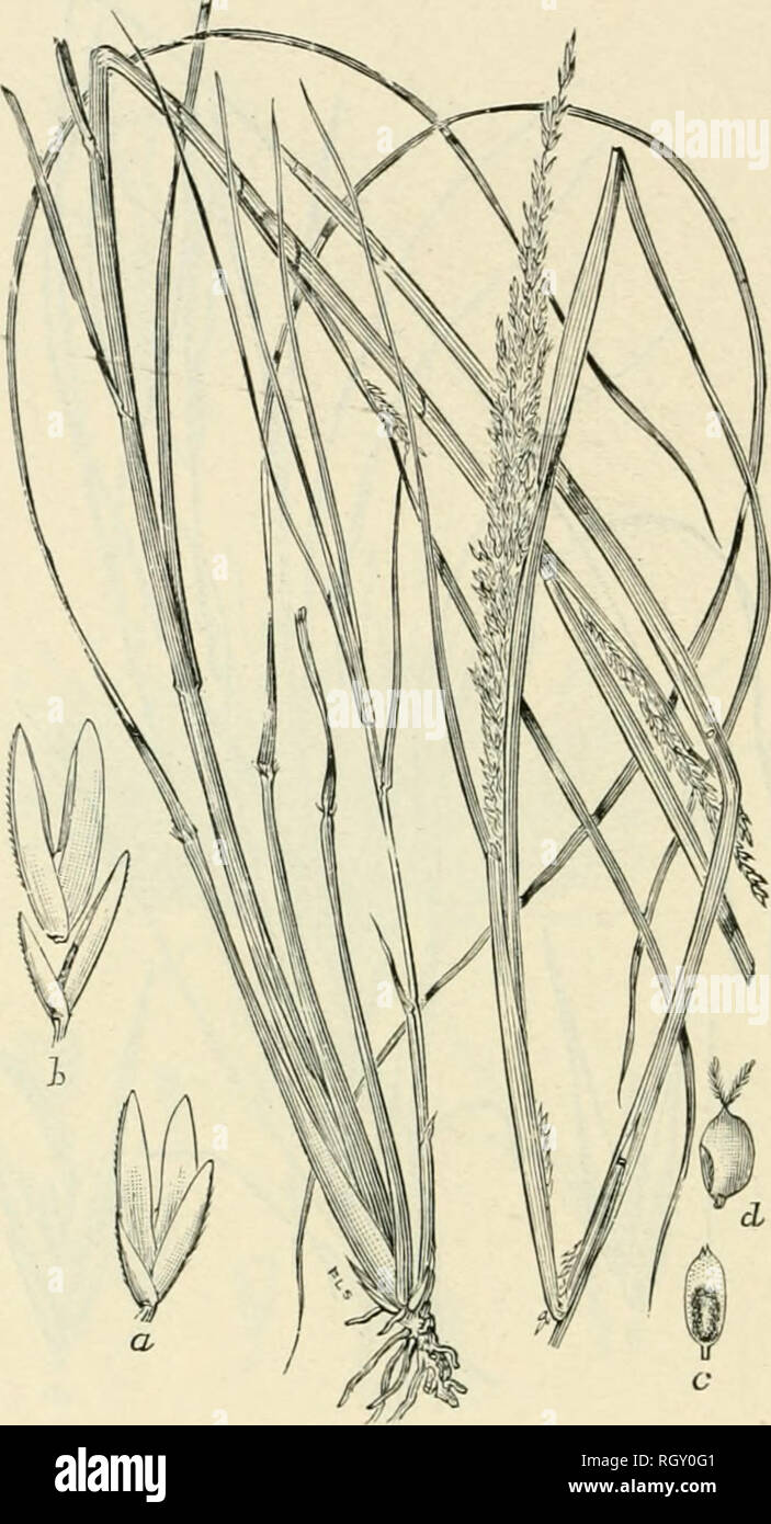 . Bulletin. Gramineae -- United States; Forage plants -- United States. 188. Fi&lt;;. 120. Sporobolus longifolius (Torr.) Wood; Britton and Brown, 111. I'l., 1: 151. Lo.vii-i.EAi- i:d Si-orohoh-s.—A stout per- ennial 3.5 to 10 (Uu. high, with very long, attenuate-pointed leaves, and strict, spike-like panicles 3 to 10 inches long, which are more or less included in the iiillated leaf sheath.s.—Dry, sandy soil, Maine to Pennsylvania, f^oiith Dakota and Utah, south to Texas and Florida. August-October.. Please note that these images are extracted from scanned page images that may have been digit Stock Photo