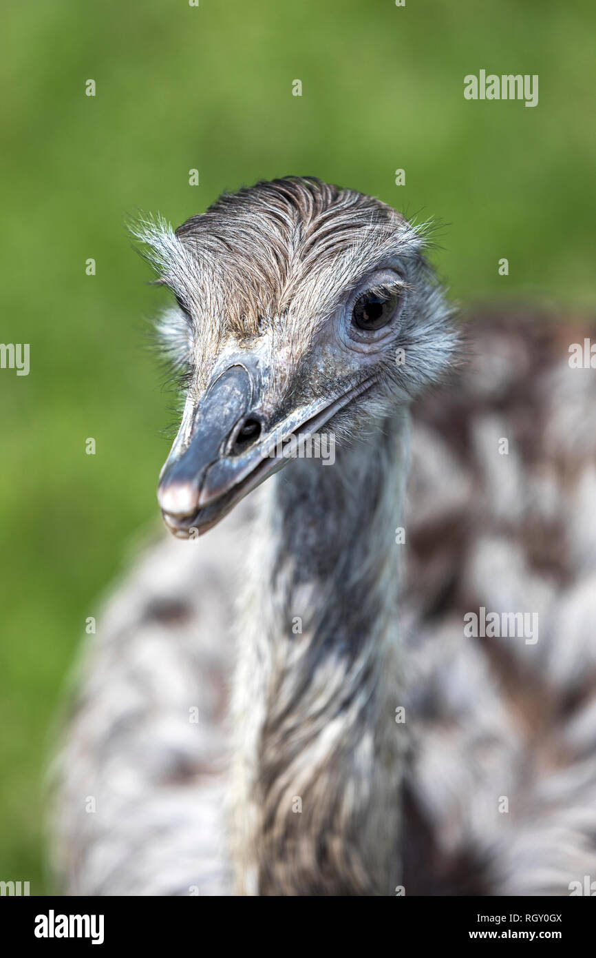Close-up portrait of a Rhea Bird on a green background Stock Photo