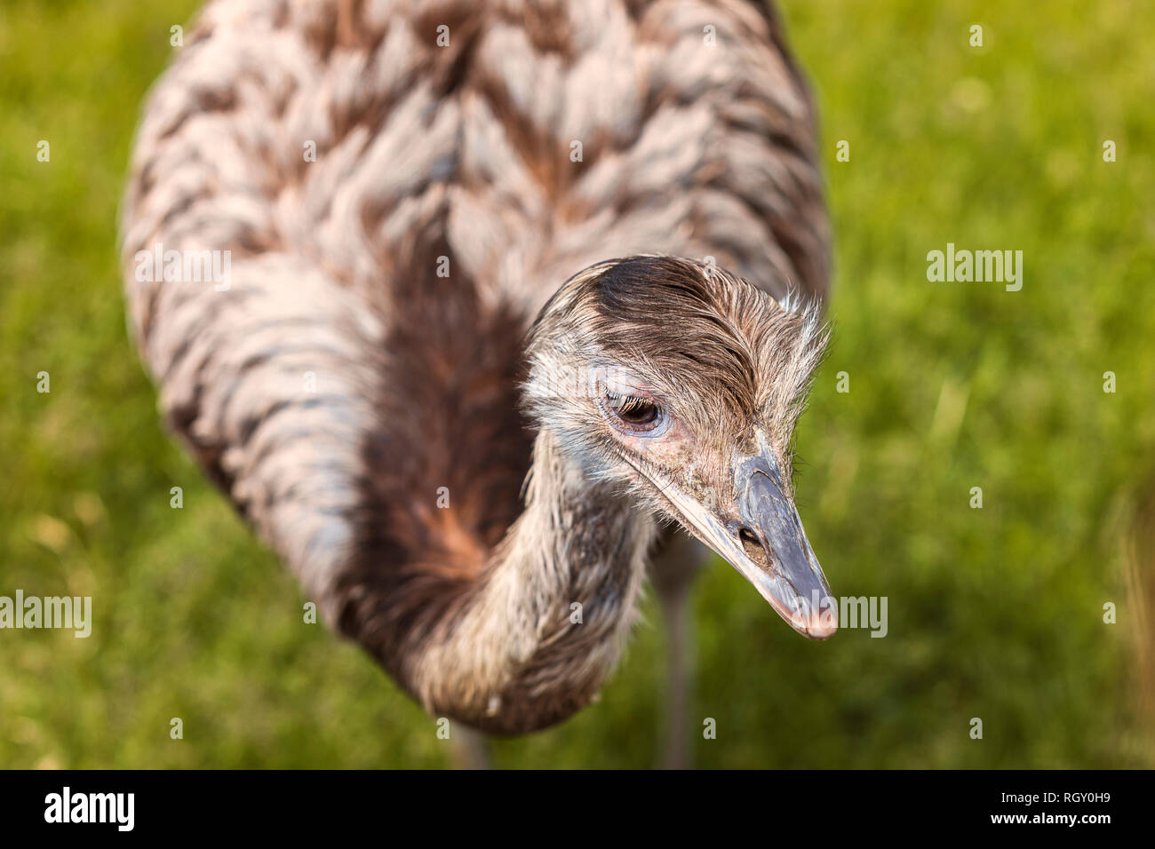 Close-up portrait of an Rhea Bird on a green background at the Zoo Stock Photo