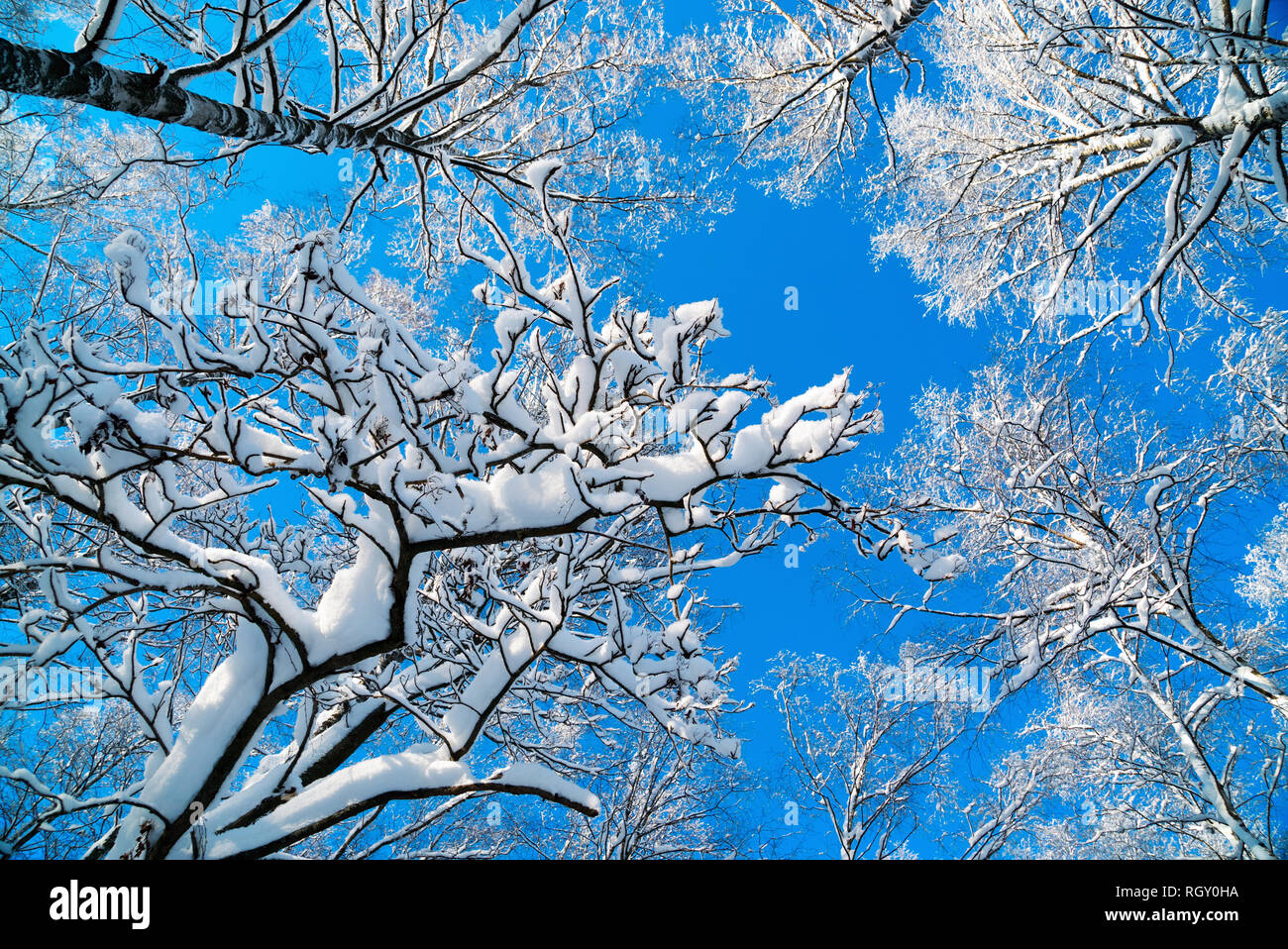 Snow-capped tree tops against a blue sky on a bright Sunny day . Stock Photo