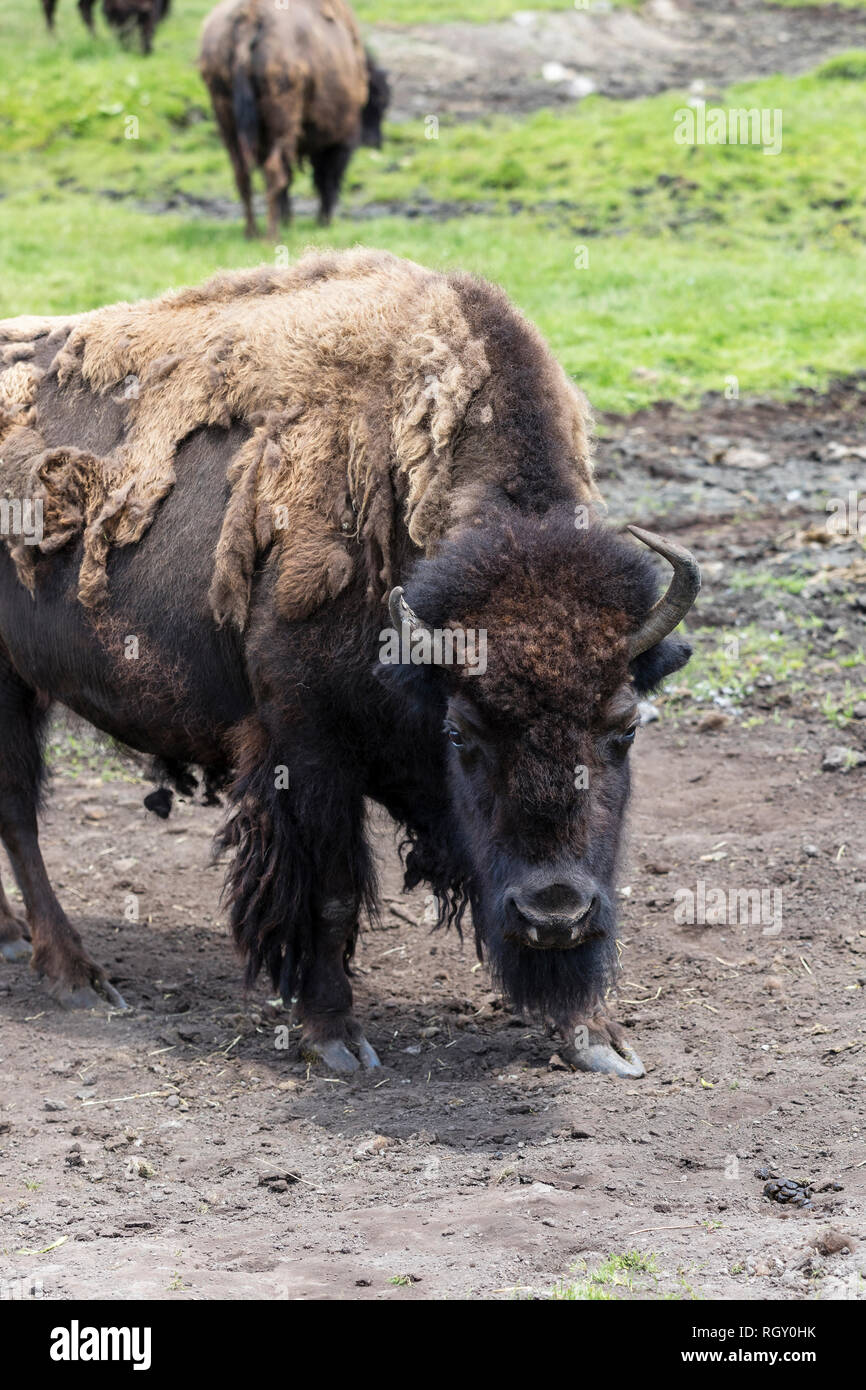 Buffalo Hump High Resolution Stock Photography and Images Alamy