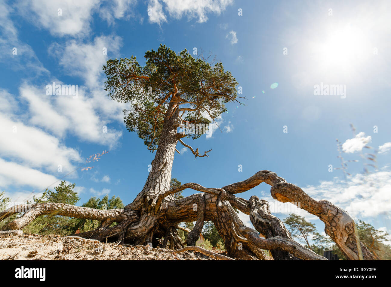 Beautiful old pine tree with large root system on the sandy coast. Stock Photo