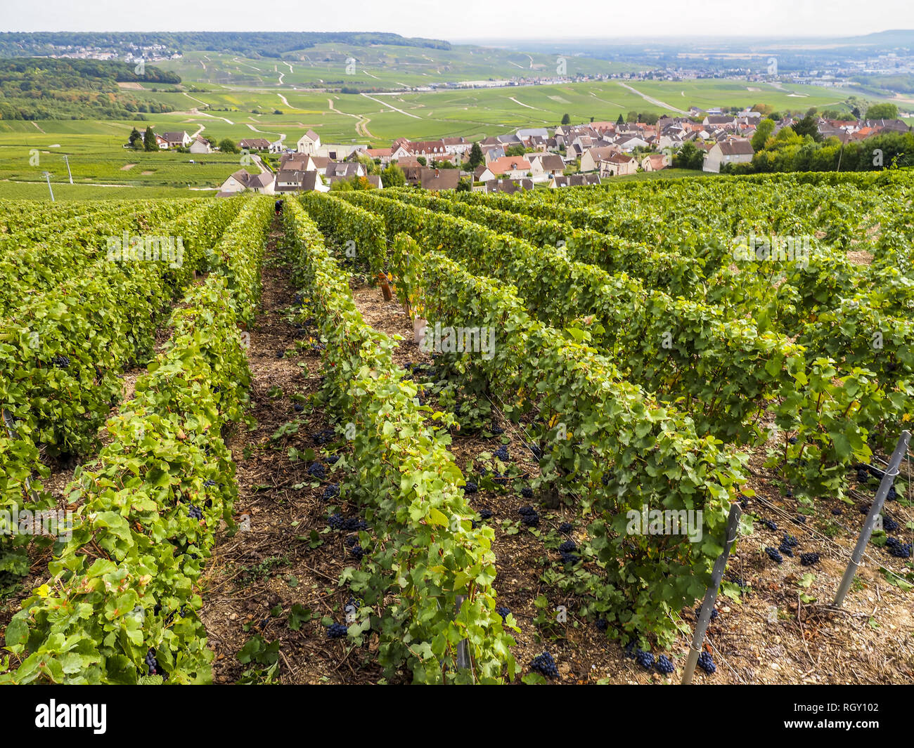 Dom Perignon, Hautvillers, Champagne, Marne, France, Europe Stock Photo