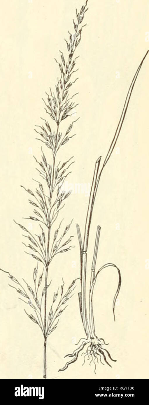 . Bulletin. Gramineae -- United States; Forage plants -- United States. Fig. 12.—Needle-grass (Aristida fasciculata): a, spikelet; 6, indurated flowering glume, the awns cut oif. Fig. 13.—Tall Oat-grasa (Arrhe- natherum elatius). No. 34. Arundinaria macrosperma Michx. Cane. (Fig. 11.) This is the bamboo which forms the well-known canebrakes of the South. It is perennial, with woody stems 10 to 30 feet high, and evergreen leaves, which furnish a valuable supplement to the winter pastures. The plant blooms but once, and when the seeds mature the cane dies. The canes are used for many purposes, s Stock Photo
