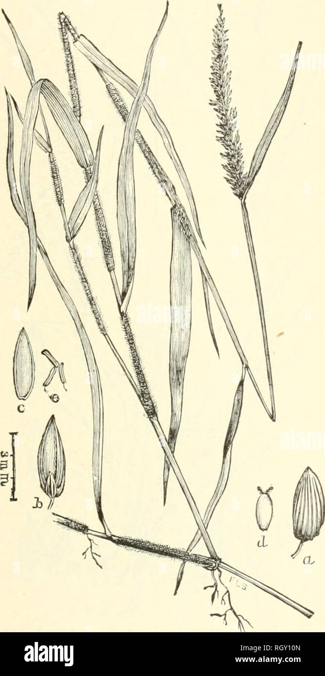 . Bulletin. Gramineae -- United States; Forage plants -- United States. 65. Fig. 47. Panicum gibbum Ell. Gibbous Panic-GHAss.—A stoloniferous, brauchiug perennial 3 to 9 dm. high, with narrowly lanceolate, flat leaves, and densely flowered .spike-like panicles 10 to 15 cm. long.—Low, wet grounds, Virginia to Florida, Tennes- see, Louisiana, and Indian Territory. [Cuba.J June-October. 18337—No. 7 5. Please note that these images are extracted from scanned page images that may have been digitally enhanced for readability - coloration and appearance of these illustrations may not perfectly resemb Stock Photo