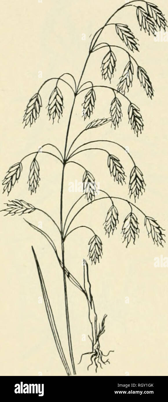 . Bulletin. Gramineae -- United States; Forage plants -- United States. 24 No. 55. Bromus pumpellianus Scrihn. Western Brome-grass. A native of tlu^ Northwestern States in the Rocky Mouutaiu region, extending into Canada. In habit of growth it closely resembles Hungarian, or Smooth Brome- grass (B. inermis), and is doubtless equally valuable. Prof. .Jame.s Fletcher, who has cultivated this grass at the experiment station at Ottawa, Canada, says, &quot;This is a very valuable grass, producing an abundance of leaves, continuing in flower for a long time, and giving a heavy aftermath.&quot; No. 5 Stock Photo