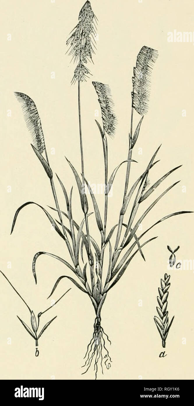 . Bulletin. Gramineae -- United States; Forage plants -- United States. 288. Fig. 270. Lamarckia aurea (L.) Moench. Golden-top.—A caispitose, brauclung annual 1 to 3 dm. liigli, with elegant one- sided panicles 5 to 8 cm. long.—Introduced into southern and Lower California. [Southern Europe, northern Africa, and Aus- tralia.] March-May.. Please note that these images are extracted from scanned page images that may have been digitally enhanced for readability - coloration and appearance of these illustrations may not perfectly resemble the original work.. United States. Division of Agrostology. Stock Photo